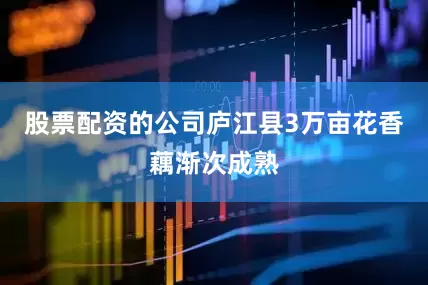 股票配资的公司庐江县3万亩花香藕渐次成熟